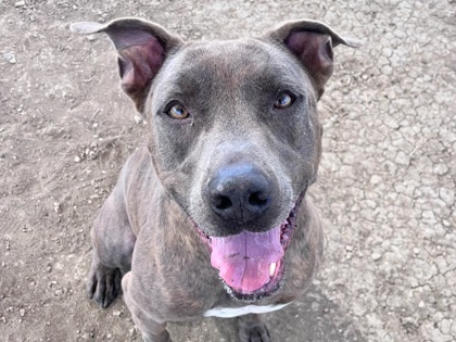 Sampson, Adult Male Mixed Breed