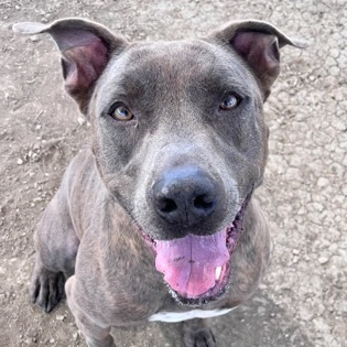 Enlarge Sampson, a Adoptable Mixed Breed in Georgetown, TX image 6/6