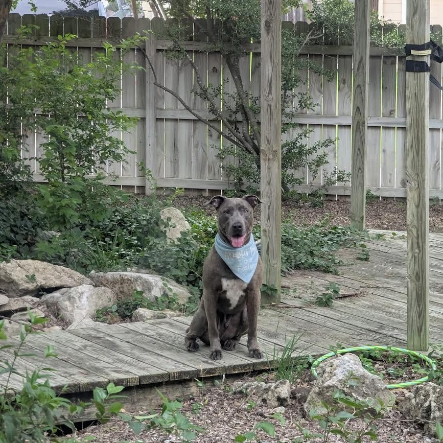 Enlarge Sampson, a Adoptable Mixed Breed in Georgetown, TX image 1/6