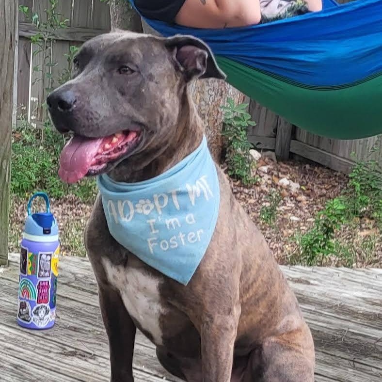 Enlarge Sampson, a Adoptable Mixed Breed in Georgetown, TX image 2/6