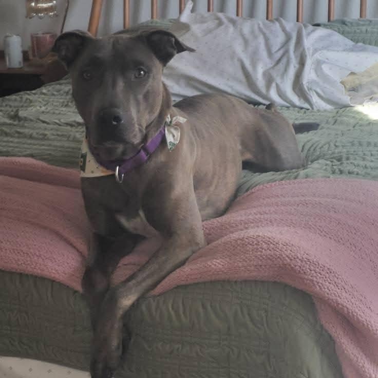 Enlarge Sampson, a Adoptable Mixed Breed in Georgetown, TX image 3/6