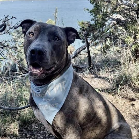 Enlarge Sampson, a Adoptable Mixed Breed in Georgetown, TX image 4/6