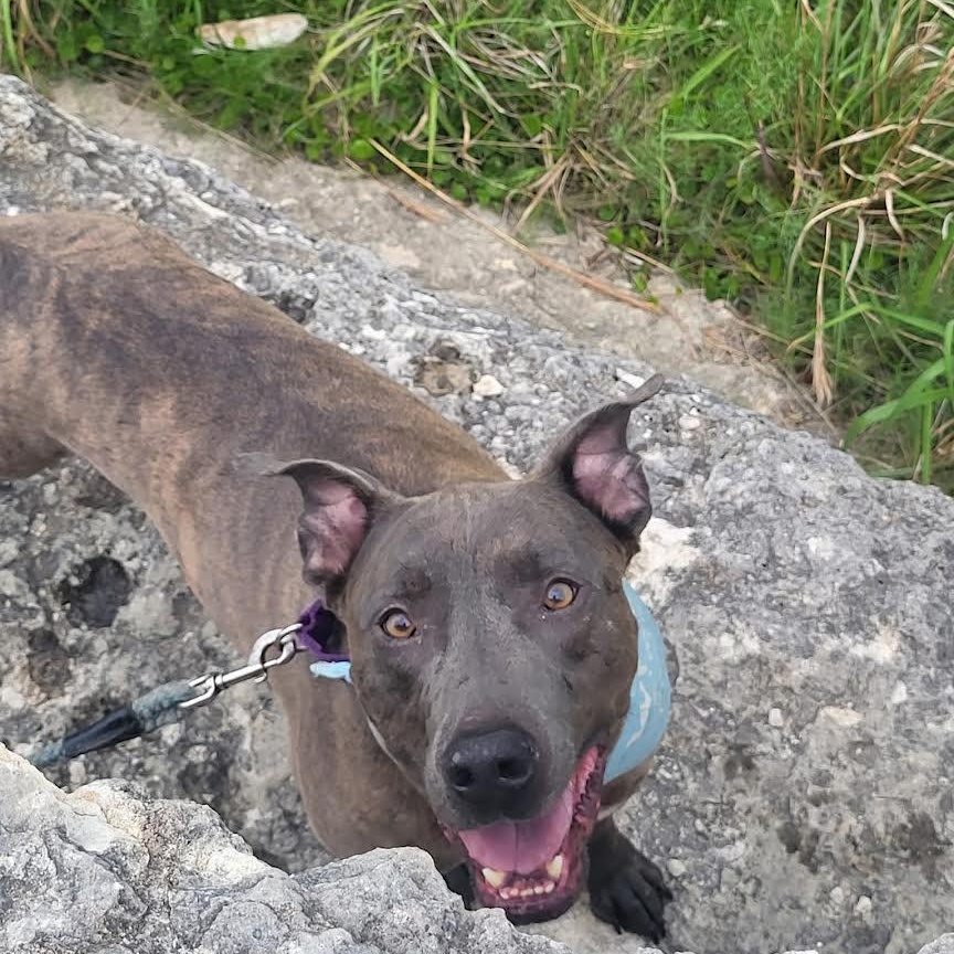 Enlarge Sampson, a Adoptable Mixed Breed in Georgetown, TX image 5/6