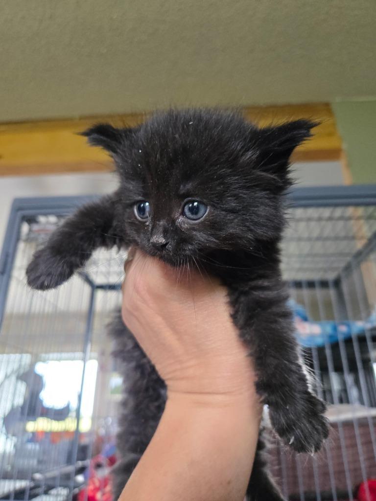 Enlarge Boo, a Adopted mixed breed in Huntington, IN image 1/1