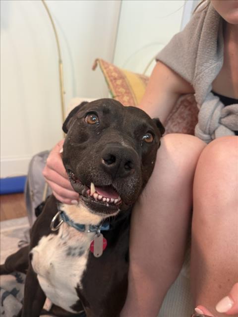 DRAGON, Adoptable, Adult Male Pit Bull Terrier.