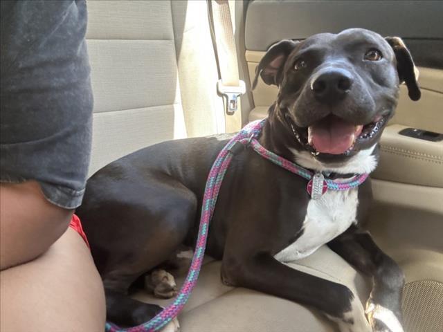 DRAGON, Adoptable, Adult Male Pit Bull Terrier.