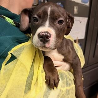 Pearl, adopted, Puppy Female Pit Bull Terrier.