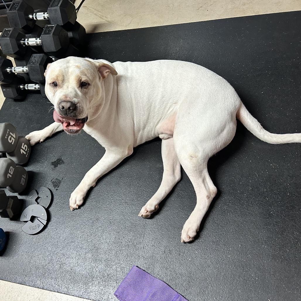Enlarge Jerome (Germany), a Adoptable Pit Bull Terrier in Reisterstown, MD image 1/6