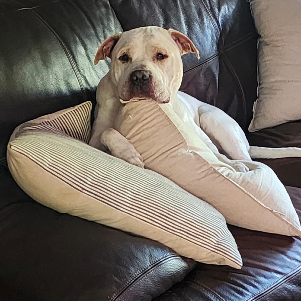 Jerome (Germany), Adoptable, Adult Male Pit Bull Terrier.