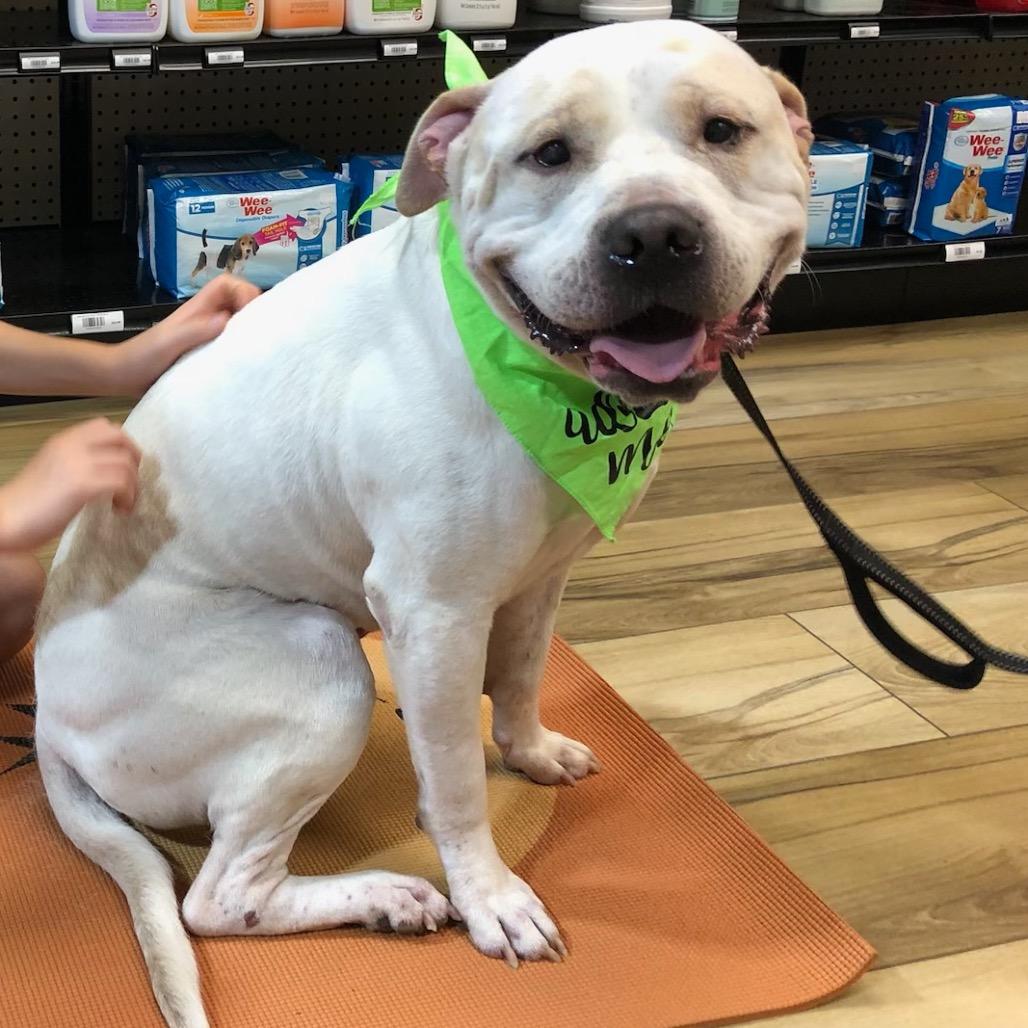 Enlarge Jerome (Germany), a Adoptable Pit Bull Terrier in Reisterstown, MD image 2/5