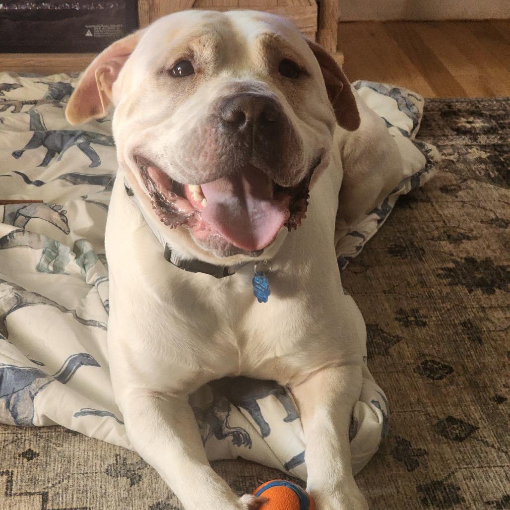 Enlarge Jerome (Germany), a Adoptable Pit Bull Terrier in Reisterstown, MD image 3/5