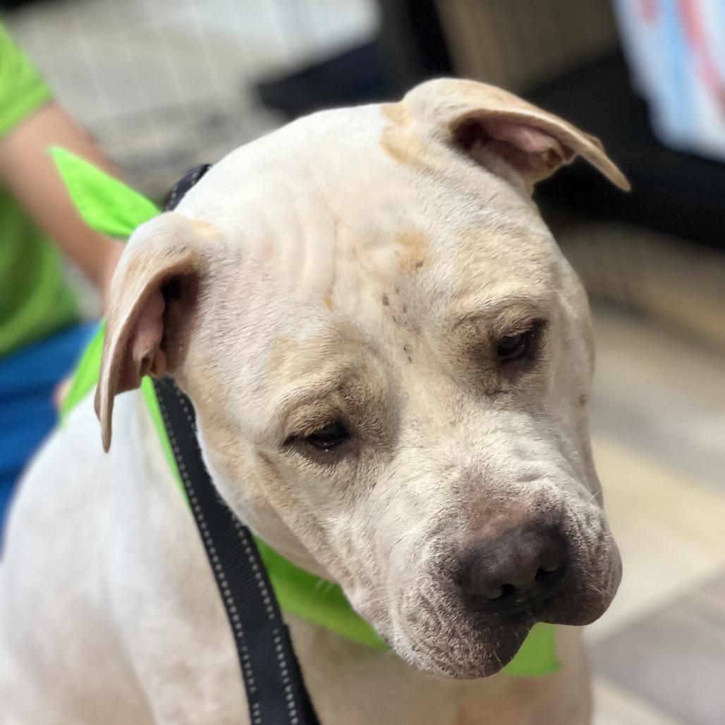 Enlarge Jerome (Germany), a Adoptable Pit Bull Terrier in Reisterstown, MD image 4/5