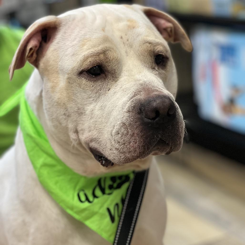 Enlarge Jerome (Germany), a Adoptable Pit Bull Terrier in Reisterstown, MD image 5/5