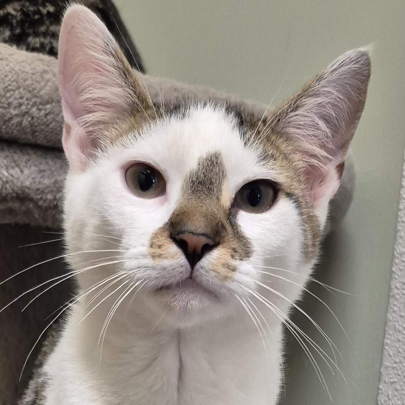Tonic, Adoptable, Young Male Domestic Short Hair.