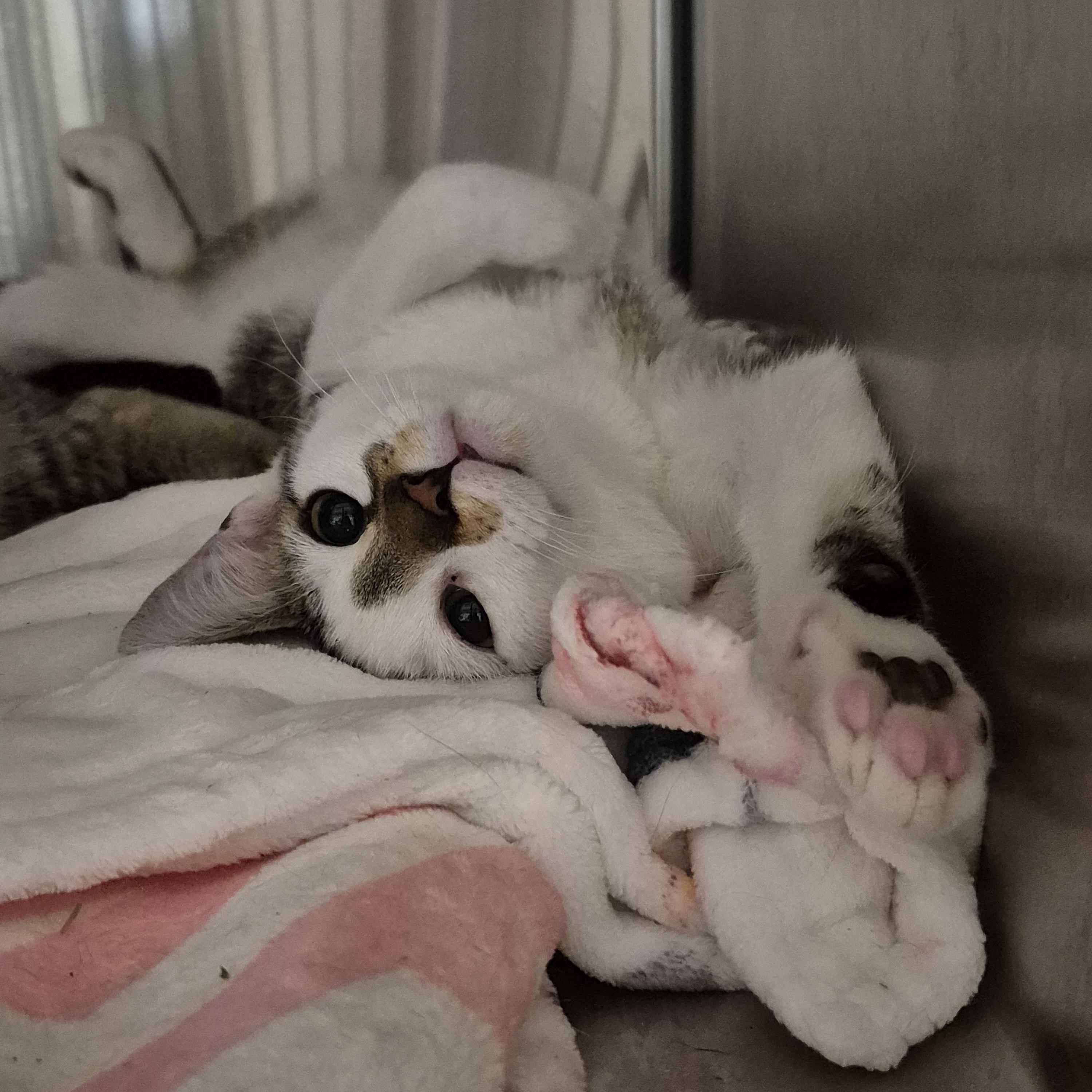 Enlarge Tonic, a Adoptable Domestic Short Hair in Tioga, PA image 5/6