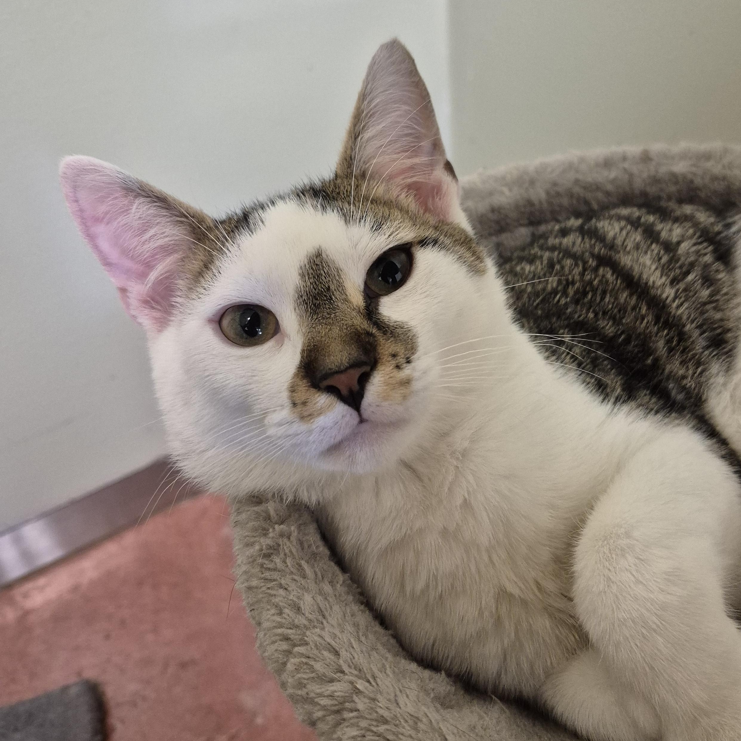 Enlarge Tonic, a Adoptable Domestic Short Hair in Tioga, PA image 2/6
