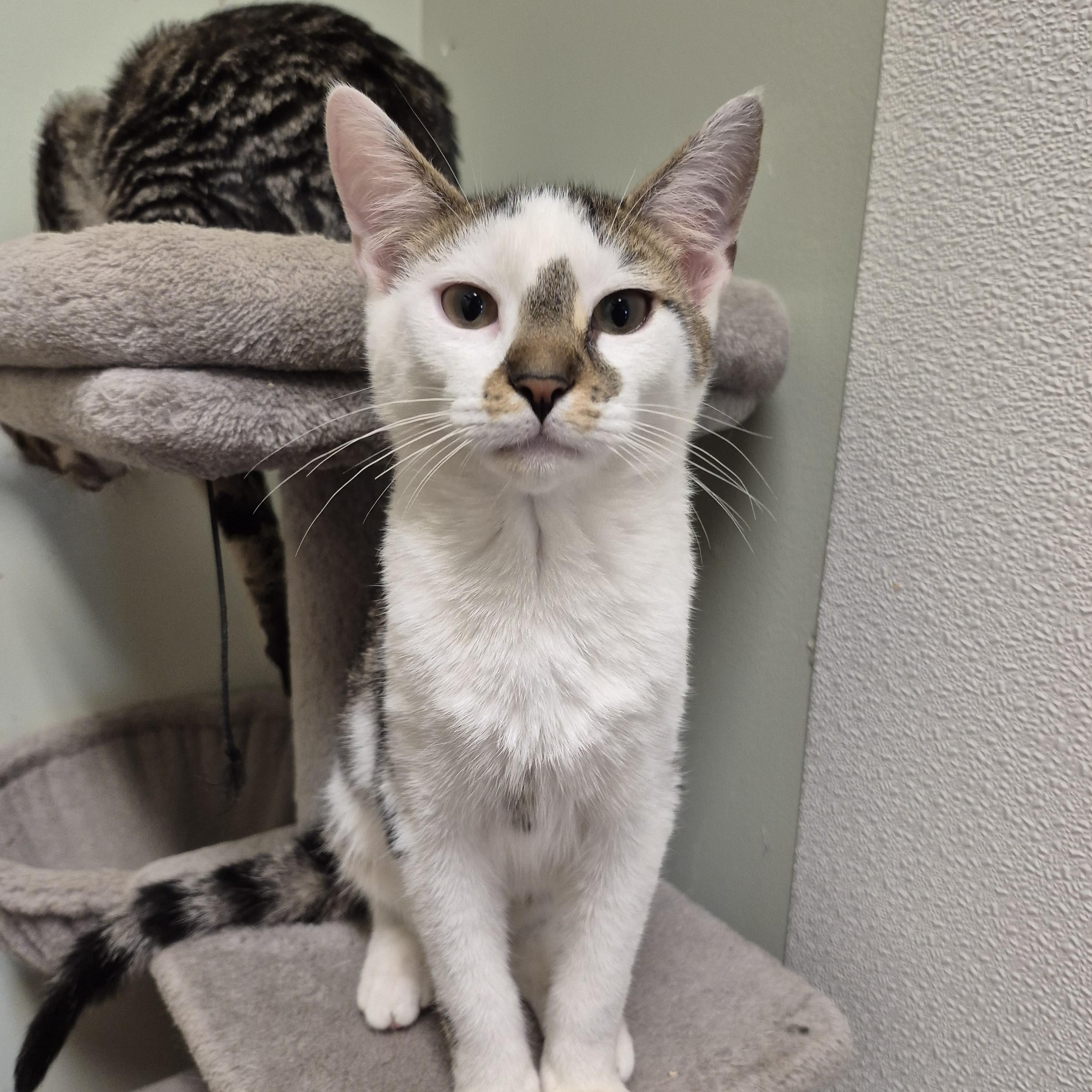 Enlarge Tonic, a Adoptable Domestic Short Hair in Tioga, PA image 4/6