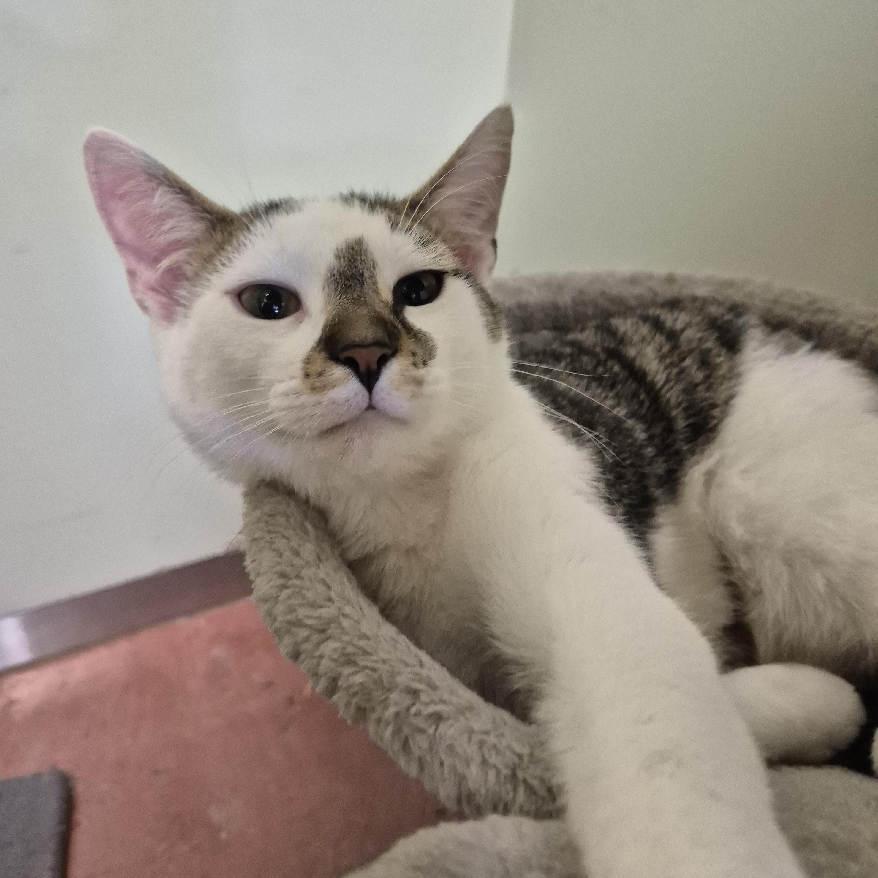 Enlarge Tonic, a Adoptable Domestic Short Hair in Tioga, PA image 3/6