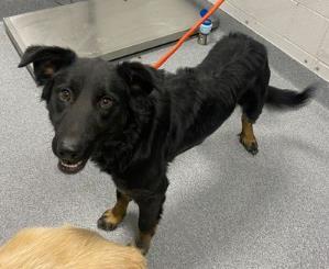 K-Ci, Adoptable, Adult Male Shepherd & Mixed Breed.