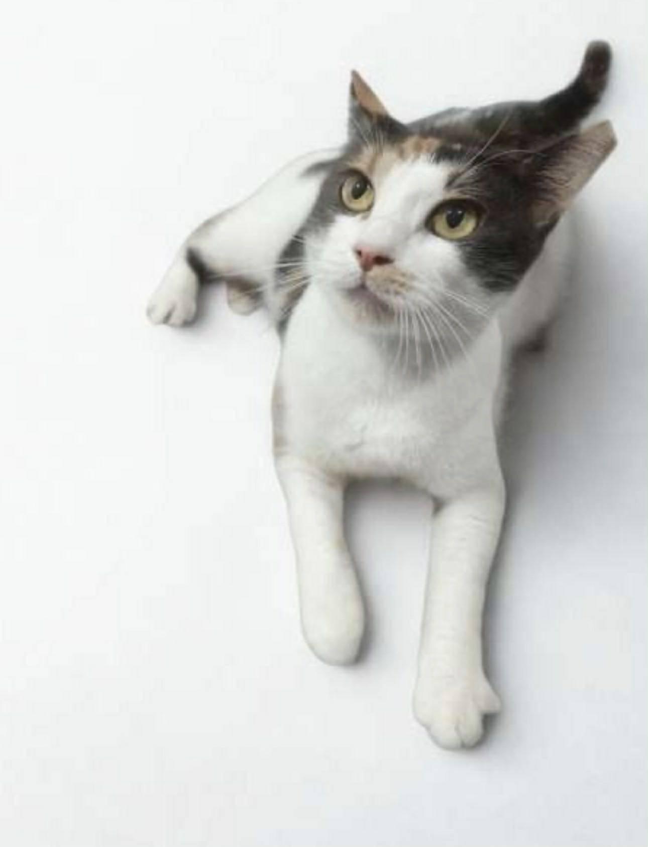 Enlarge Hazel, a Adoptable mixed breed in Bangor, ME image 3/5