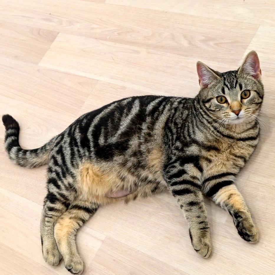 Enlarge Jerry, a Adoptable Domestic Short Hair in Spokane, WA image 1/3