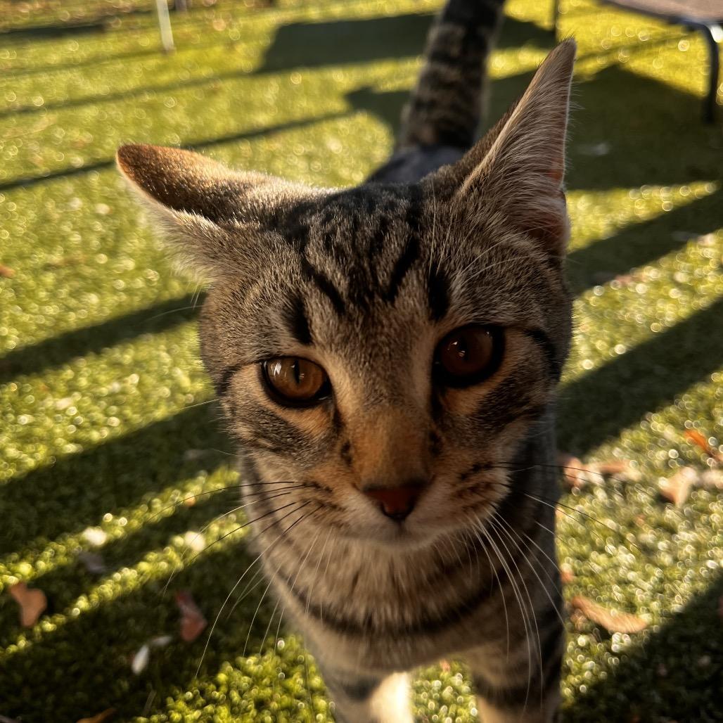 Enlarge Jerry, a Adoptable Domestic Short Hair in Spokane, WA image 2/3