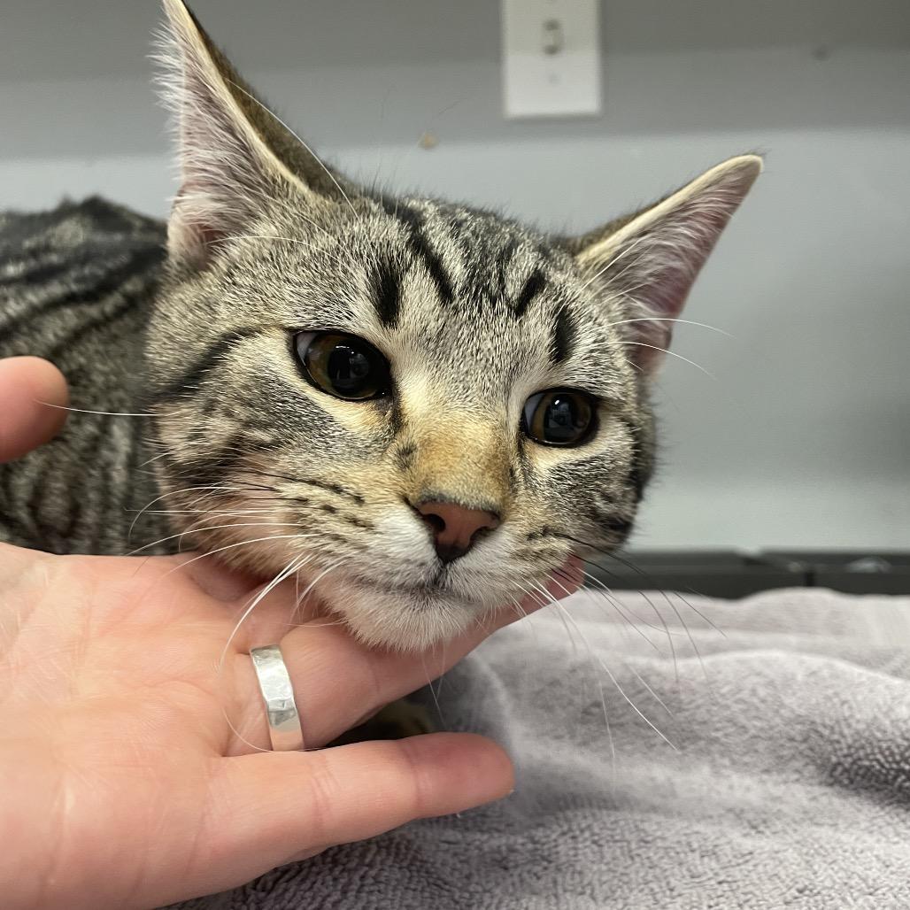 Enlarge Jerry, a Adoptable Domestic Short Hair in Spokane, WA image 3/3