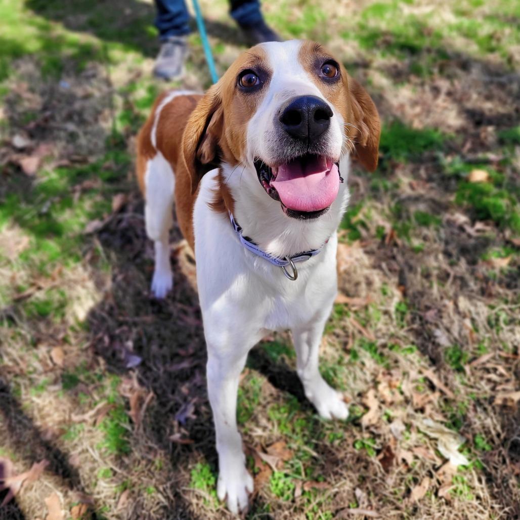 Enlarge Ernest, a Adoptable Mixed Breed in Fredericksburg, VA image 1/5