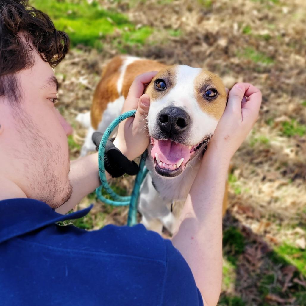 Enlarge Ernest, a Adoptable Mixed Breed in Fredericksburg, VA image 2/5