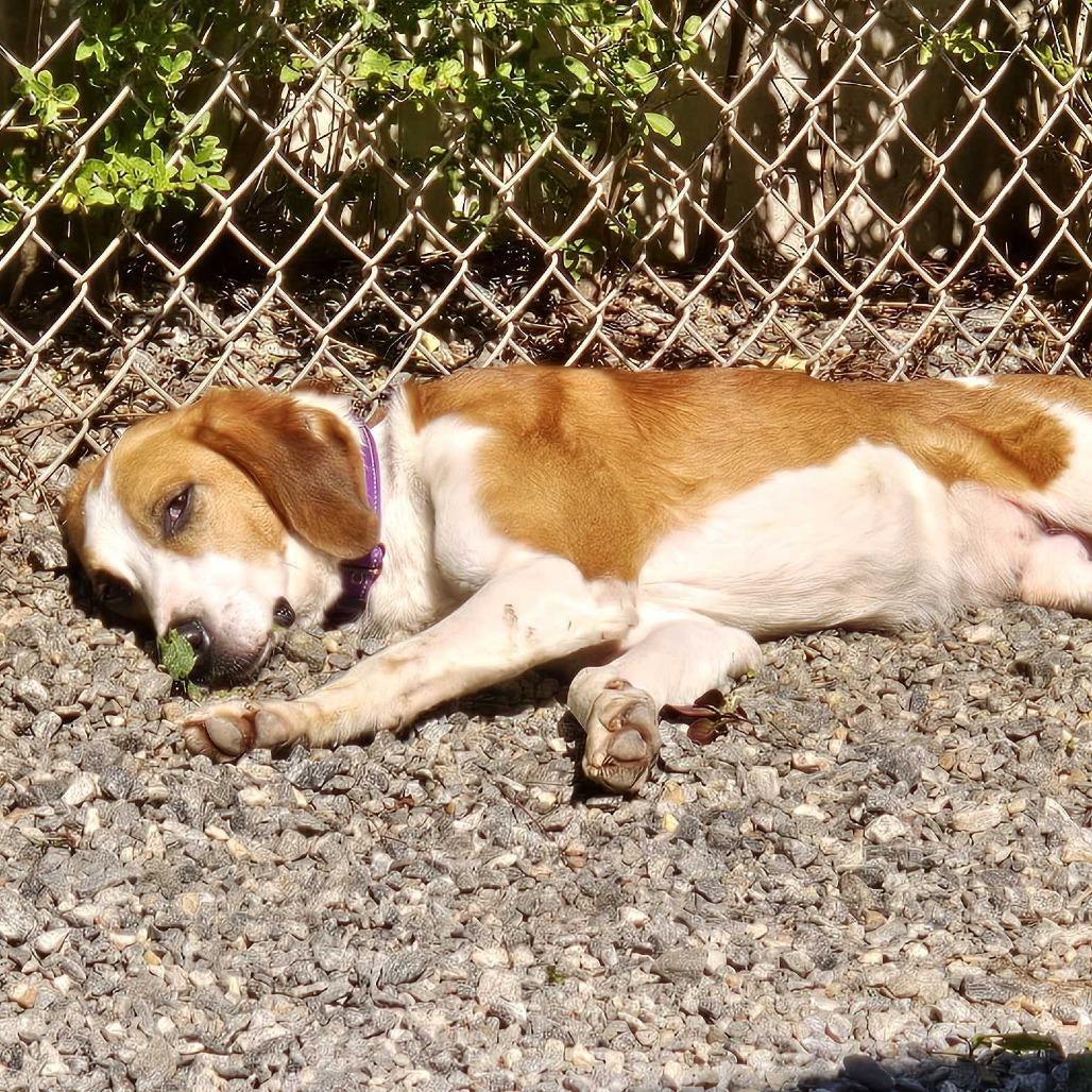 Enlarge Ernest, a Adoptable Mixed Breed in Fredericksburg, VA image 4/5