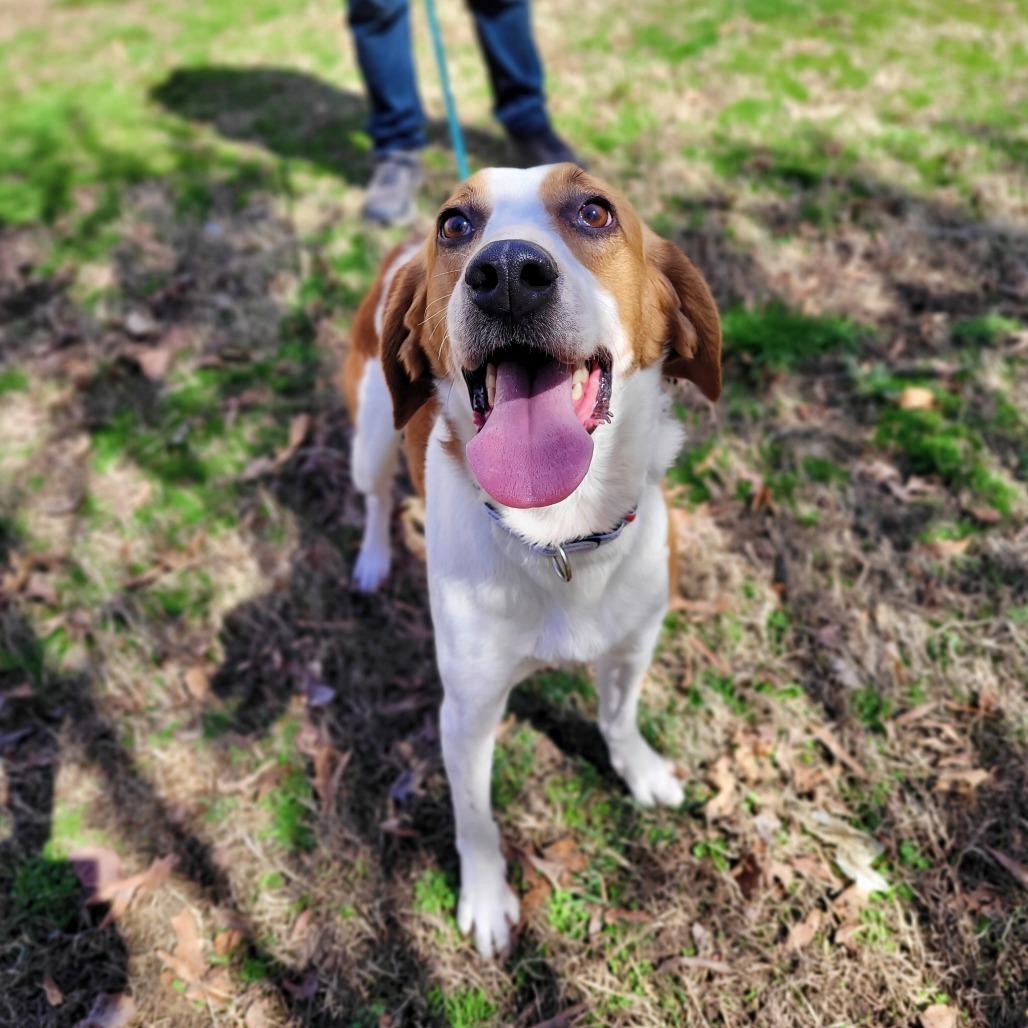 Enlarge Ernest, a Adoptable Mixed Breed in Fredericksburg, VA image 5/5