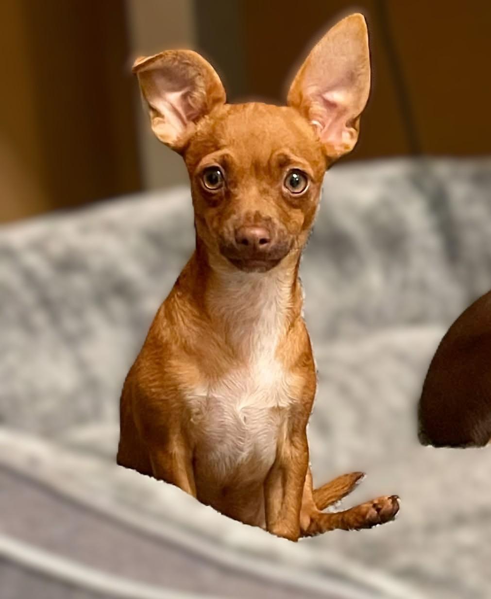 Enlarge Petal - 914, a Adoptable Chihuahua in Dallas, TX image 3/4