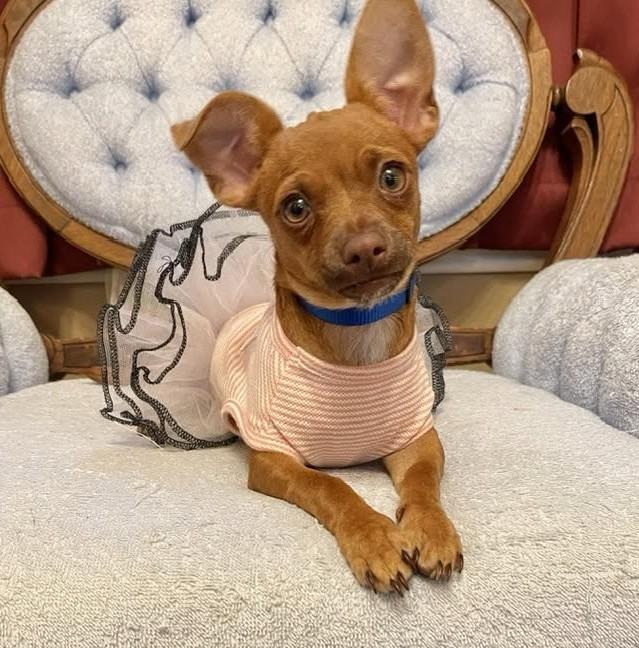 Enlarge Petal - 914, a Adoptable Chihuahua in Dallas, TX image 1/4