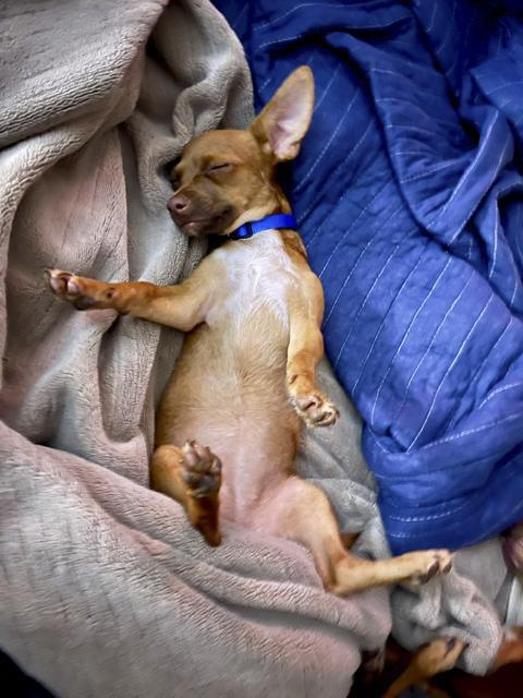 Enlarge Petal - 914, a Adoptable Chihuahua in Dallas, TX image 2/4