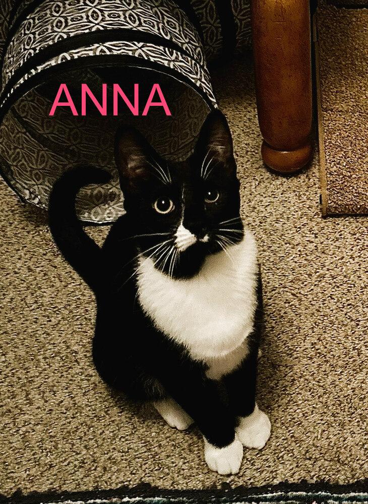 Anna, Adoptable, Kitten Female Domestic Short Hair.
