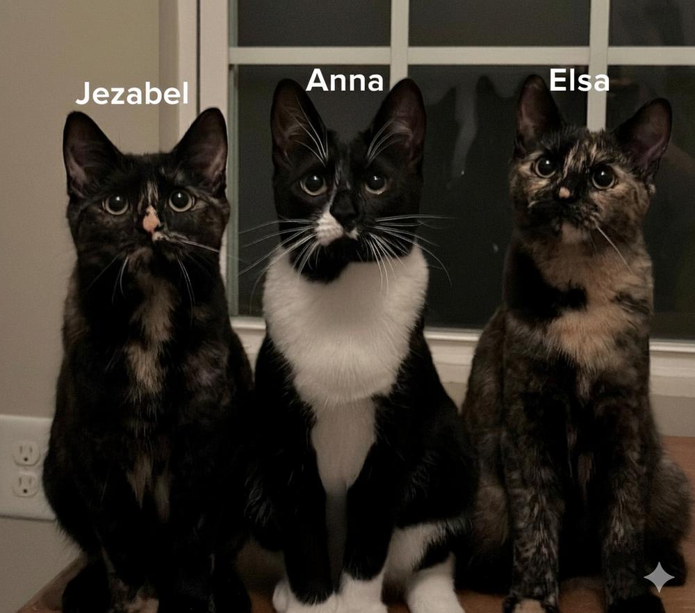 Enlarge Anna, a Adoptable mixed breed in Mooresville, NC image 2/4