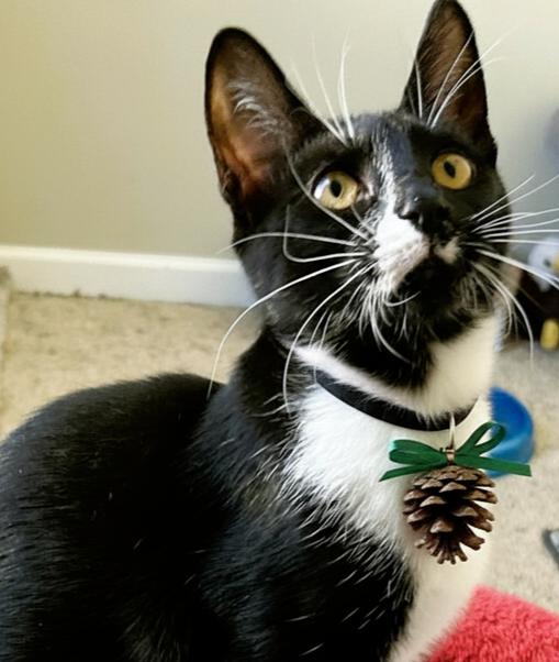 Enlarge Anna, a Adoptable mixed breed in Mooresville, NC image 3/4