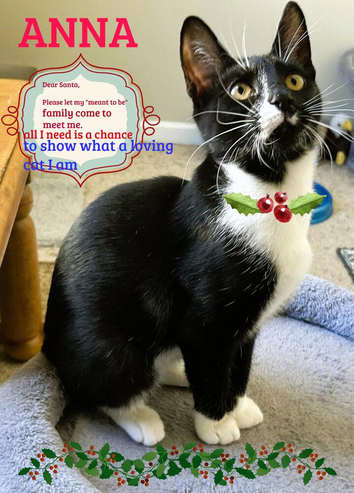 Enlarge Anna, a Adoptable mixed breed in Mooresville, NC image 4/4