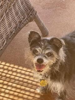 Pepper, Adopted, Senior Female Yorkshire Terrier.