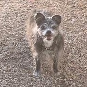 Enlarge Pepper, a Adopted mixed breed in Mesa, AZ image 2/2