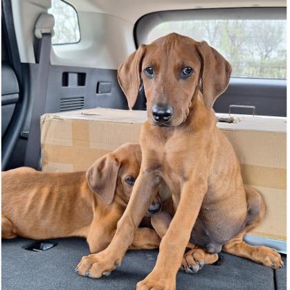 Jon Snow, Adoptable, Puppy Male Vizsla.