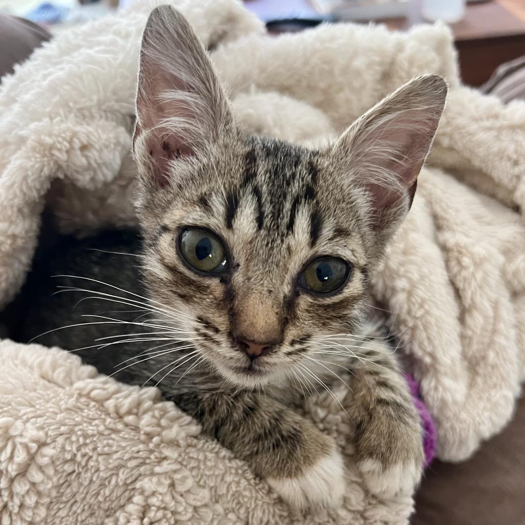 Mikey, Adoptable, Kitten Male Domestic Short Hair.