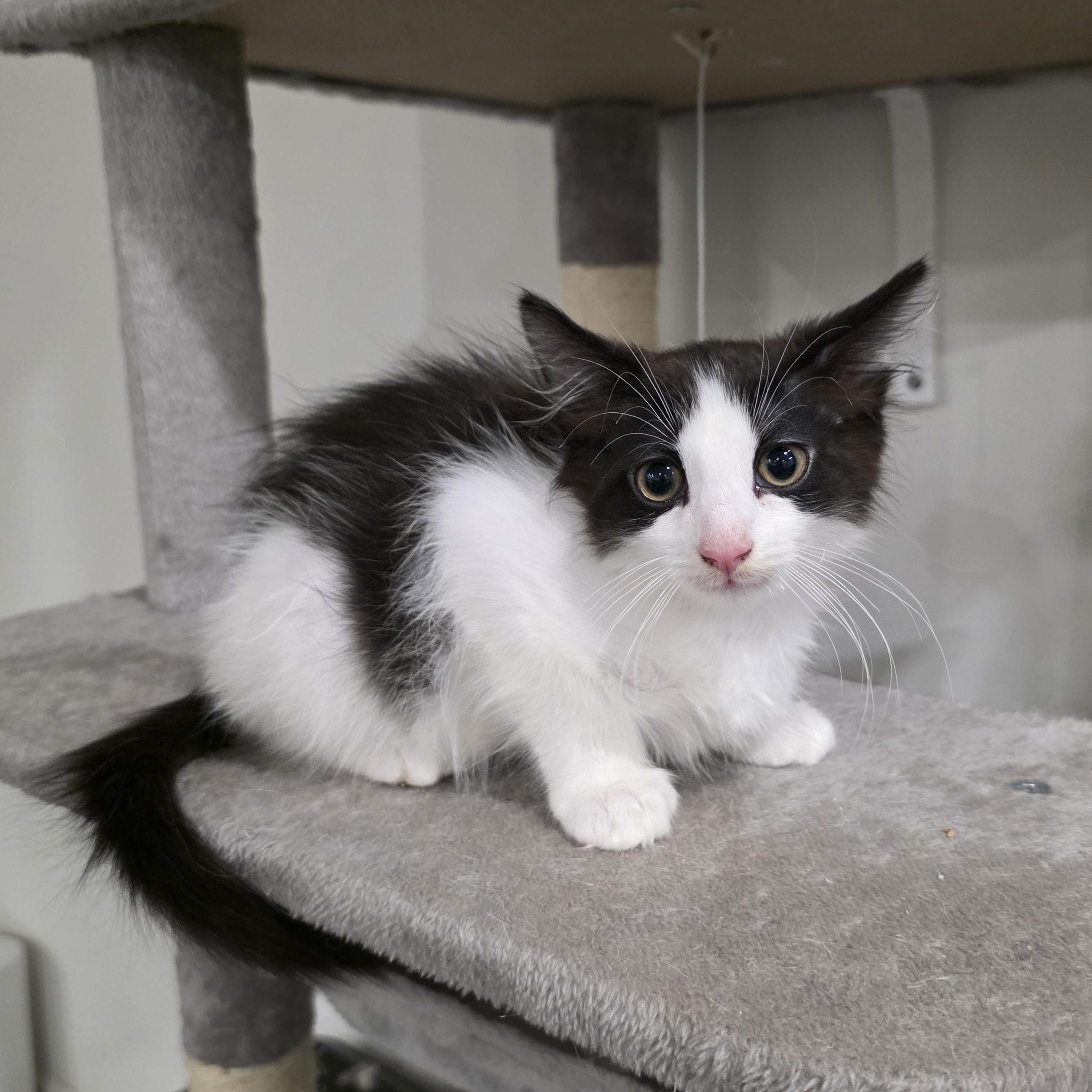 Lucien, Adoptable, Kitten Male Domestic Long Hair & Maine Coon.