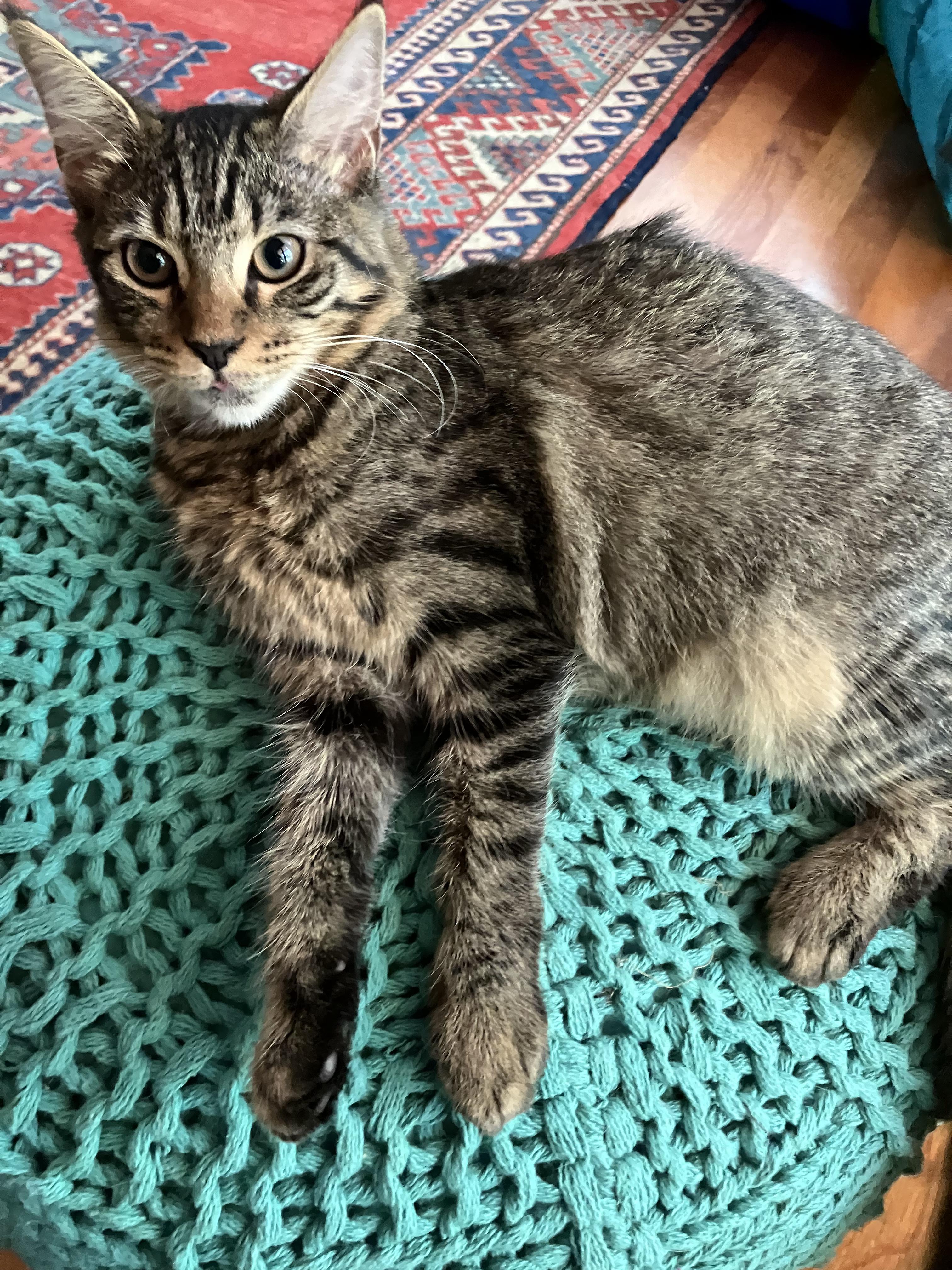 Venus, a Adoptable Domestic Medium Hair in Mount Pleasant, SC image 2/3