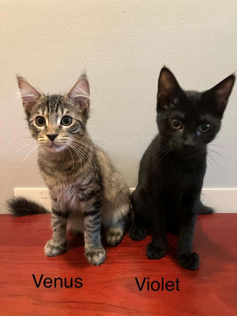 Venus, a Adoptable Domestic Medium Hair in Mount Pleasant, SC image 3/3