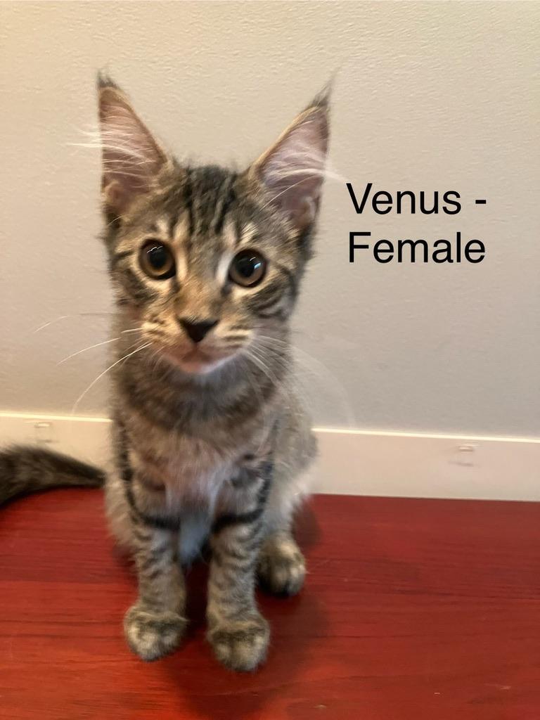 Venus, a Adoptable Domestic Medium Hair in Mount Pleasant, SC image 1/3