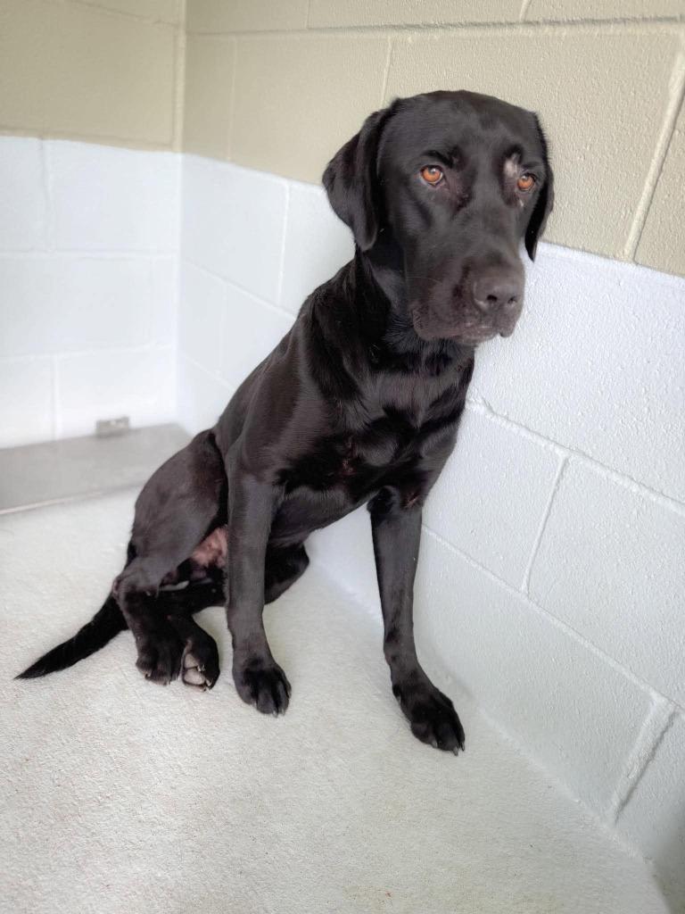 Enlarge Blade, a Adoptable Labrador Retriever in Austin, TX image 1/1