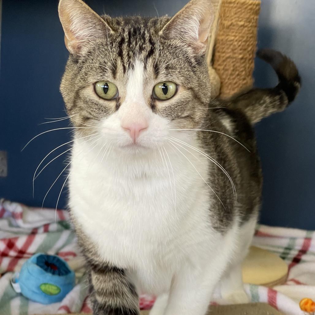 Enlarge Whiskers, a Adoptable Domestic Short Hair in Tulsa, OK image 1/1