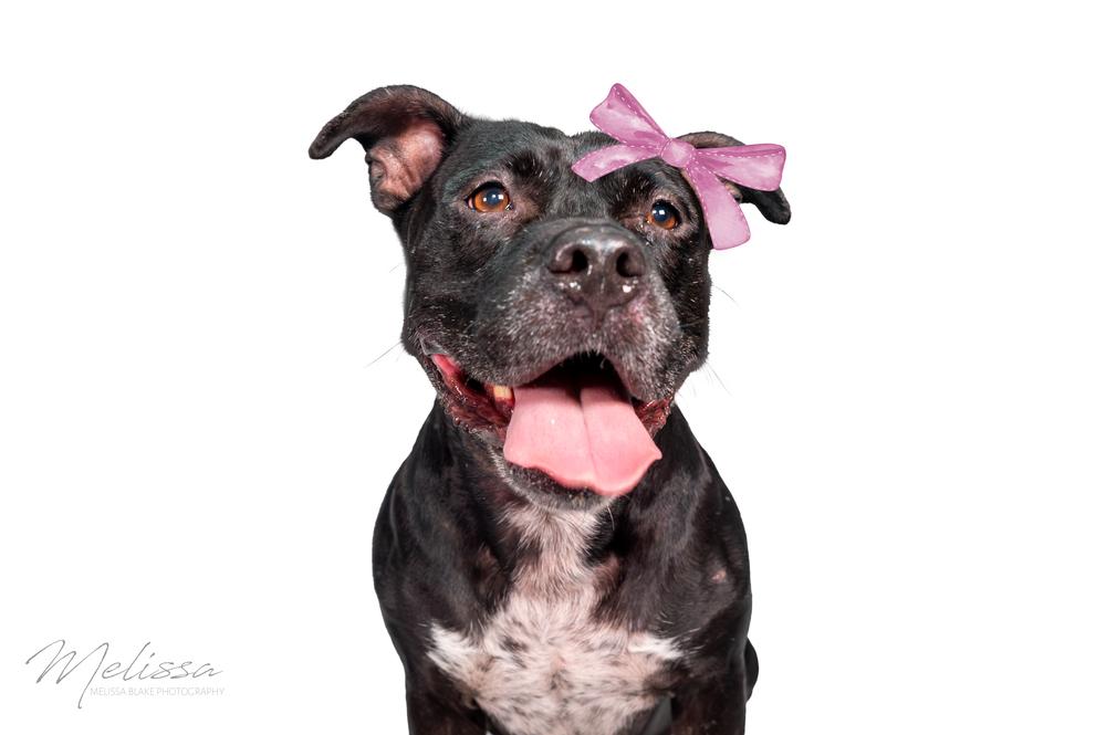 Enlarge Bella, a Adoptable Pit Bull Terrier in Orlando, FL image 1/5