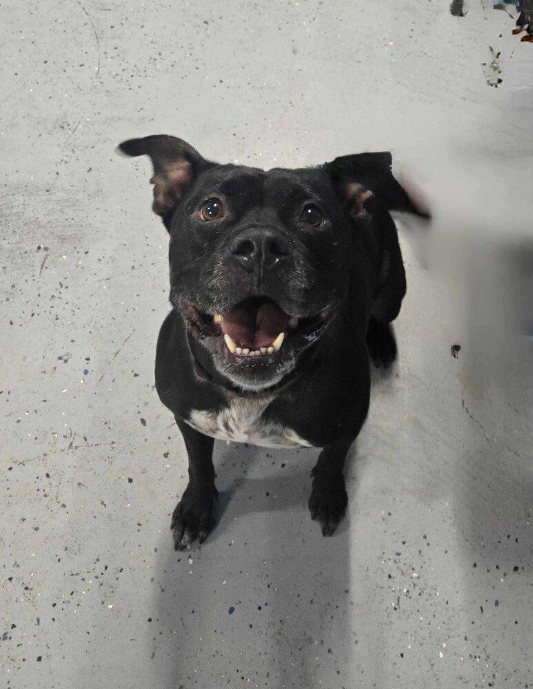 Enlarge Bella, a Adoptable Pit Bull Terrier in Orlando, FL image 2/5